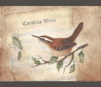 Carolina Wren